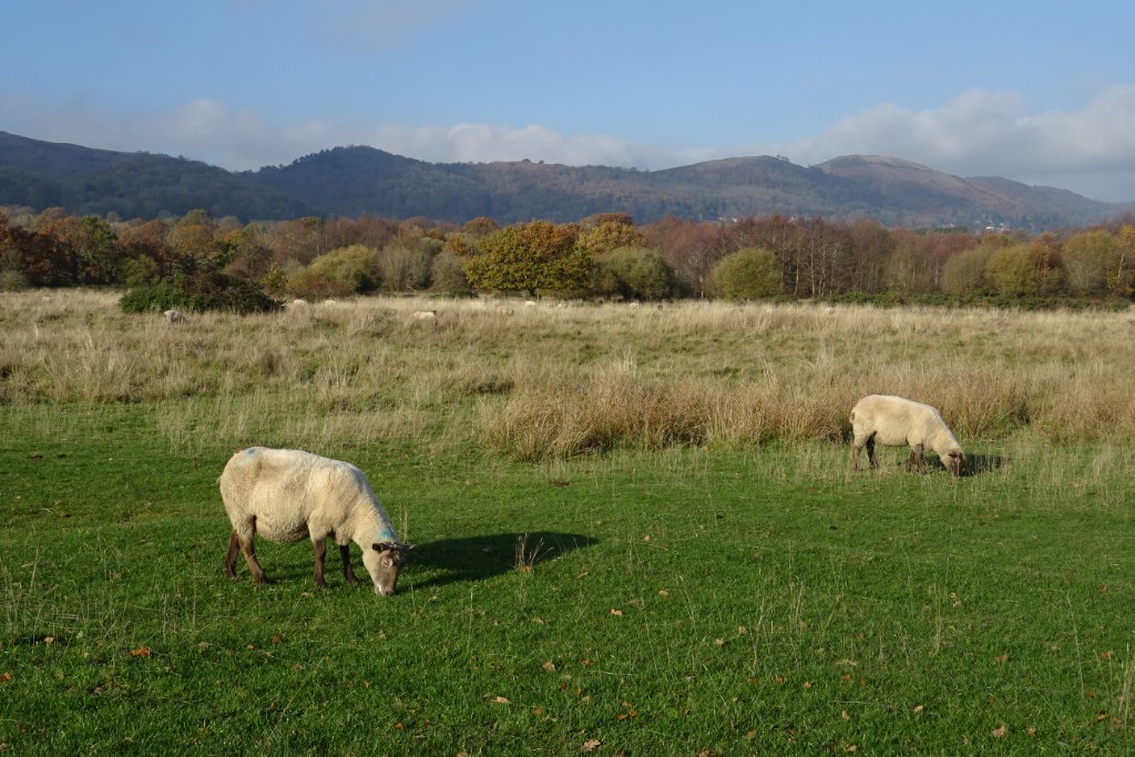 sheep
